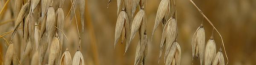 Oats