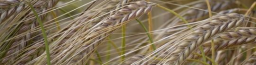 Barley